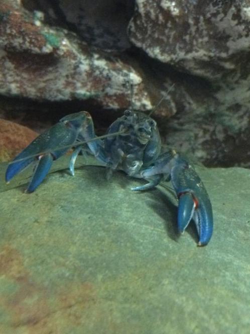 Cherax Destructor kreeften, Dieren en Toebehoren, Vissen | Aquariumvissen, Kreeft, Krab of Garnaal