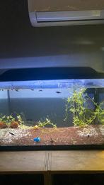 Aquarium te koop alles invegrepen ook vissen, Dieren en Toebehoren, Ophalen, Zo goed als nieuw, Gevuld zoetwateraquarium