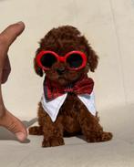 Poodle  red toy, Particulier, 8 tot 15 weken, Buitenland, Teef