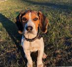 Beagle pup met stamboom, Particulier, Rabiës (hondsdolheid), Reu, Nederland