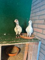 Zeer mooie duiven, Dieren en Toebehoren, Meerdere dieren