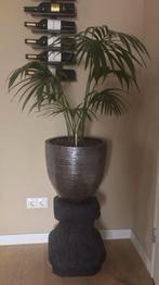 Hydrocultuur Dracaena met pot en betonnen voet, Ophalen of Verzenden, Zo goed als nieuw