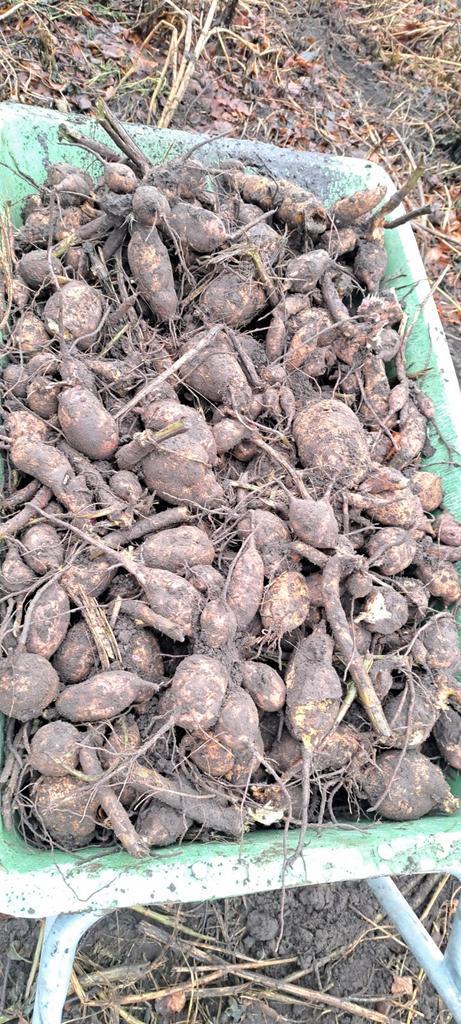 Dahlia Bollen - Vers geoogst!, Tuin en Terras, Bloembollen en Zaden, Bloembol, Voorjaar, Volle zon, Ophalen of Verzenden