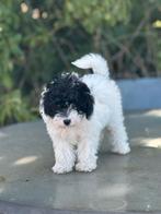 Bandit boomer x Malteser 9 weken reu, Dieren en Toebehoren, CDV (hondenziekte), 8 tot 15 weken, Eén hond, Nederland