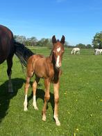 Hengstveulen One Million x Manno, Dieren en Toebehoren, Paarden, Hengst, Met stamboom, 0 tot 2 jaar