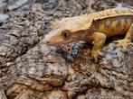 Wimpergekko
Correlophus ciliatus
Nk 2023

Vrouw, Hagedis