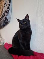 Huisje gezocht voor lieve kat, Dieren en Toebehoren, Katten en Kittens | Overige Katten, Kater, Kortharig, 0 tot 2 jaar