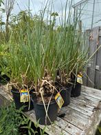 Pampas gras of cortaderia selloana hebben al pluimen gegeven, Ophalen, Vaste plant, Siergrassen, Halfschaduw
