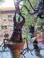 Harry Potter, Ophalen, Nieuw, Beeldje of Buste