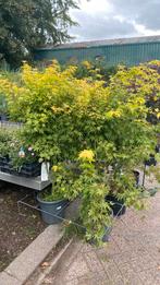 Japanse esdoorn ‘orange dream’, Ophalen, Halfschaduw, Overige soorten