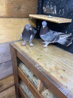 Takla duiven, Dieren en Toebehoren, Vogels | Duiven, Meerdere dieren, Tuimelaar of Roller