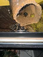 L204 wildvang (3 stuks), Dieren en Toebehoren, Vissen | Aquariumvissen, Vis, Zoetwatervis