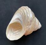 Parelmoer schelp, Verzamelen, Mineralen en Fossielen, Ophalen of Verzenden, Schelp(en)