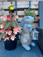 Tuinbeeld konijn met lamtaarn voor theelichtje, Pippashop, Nieuw, Ophalen of Verzenden, Nvt