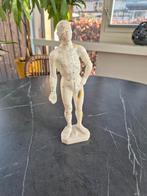 Acupunctuur Model - 26cm, Ophalen of Verzenden