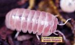 Armadillo officinalis Pink isopods / pissebedden, Overige soorten