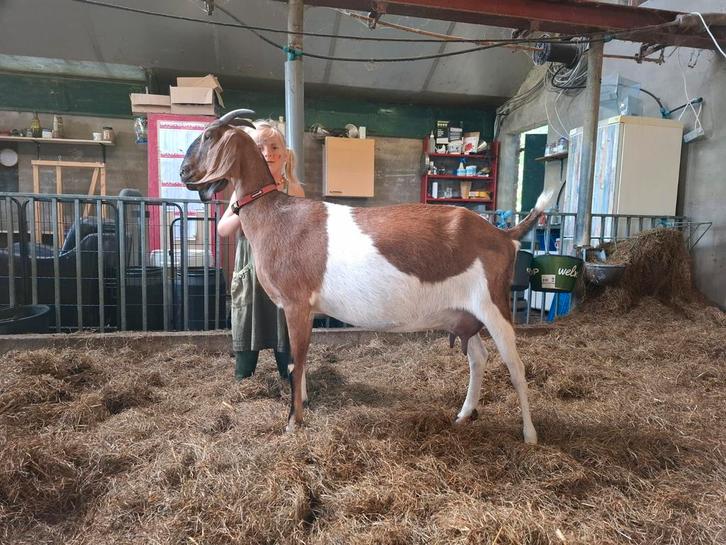Schitterende Nubische geit, Dieren en Toebehoren, Schapen, Geiten en Varkens, Geit, Vrouwelijk, 3 tot 5 jaar