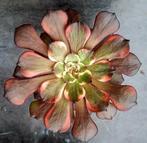 Aeonium Fire works, Vetplant, Ophalen of Verzenden, Minder dan 100 cm, Volle zon