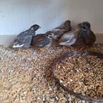 5 jong chinese dwergkwartel haantjes, Dieren en Toebehoren, Vogels | Overige Vogels, Mannelijk, Tropenvogel