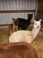 Alpaca veulens, Mei, Meerdere dieren