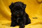 Kleine boomer pups, kruising maltipoo., Dieren en Toebehoren, Nederland, Overige rassen, 8 tot 15 weken, CDV (hondenziekte)