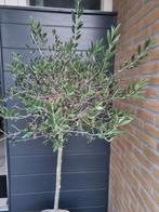 Rotan mand 1915. Met olijfboom., Bloeit niet, 100 tot 250 cm, Olijfboom, Ophalen
