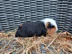 Ch teddy beertje, Dieren en Toebehoren, Knaagdieren, Cavia, Mannelijk, Tam, September