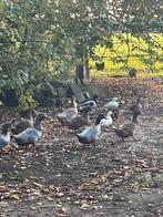 Legeenden kaky Campbell eenden, Dieren en Toebehoren, Pluimvee, Vrouwelijk, Eend