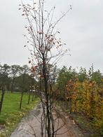 Krentenstruiken Amelanchier te koop, Tuin en Terras, Planten | Bomen, Ophalen of Verzenden