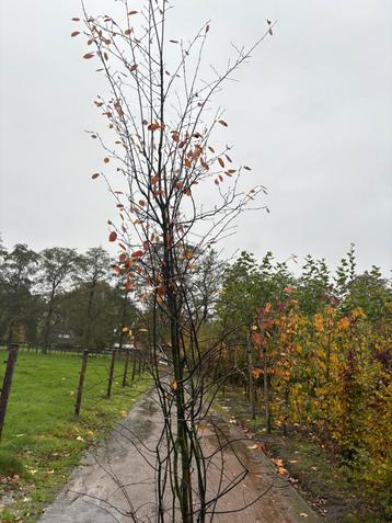 Krentenstruiken Amelanchier te koop beschikbaar voor biedingen
