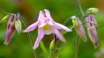 'Biologische' zaden van Akelei - roze, Tuin en Terras, Bloembollen en Zaden, Ophalen of Verzenden