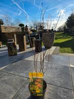 Acer/Japanse esdoorn Orange dream, Ophalen of Verzenden