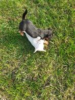 Te koop mooie jack russel pups, Jack Russell Terriër, 8 tot 15 weken, Meerdere, Meerdere dieren