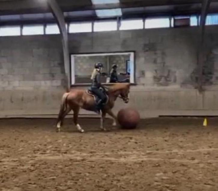 Verzorger aangeboden!, Dieren en Toebehoren, Paarden en Pony's | Verzorgingsproducten, Zo goed als nieuw, Ophalen of Verzenden