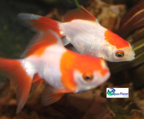 Sluierstaart Ryunkin Sarasa, Dieren en Toebehoren, Vissen | Aquariumvissen, Zoetwatervis, Vis