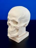 Plaster skull for artists., Antiek en Kunst, Ophalen