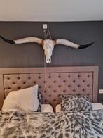 Longhoorn 170 breed, Verzamelen, Dierenverzamelingen, Ophalen, Zo goed als nieuw, Schedel