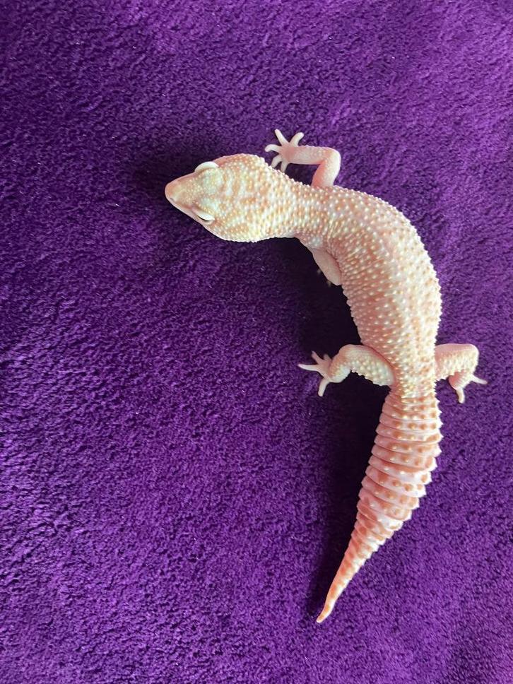 luipaardgekko vrouw