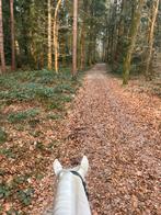 Bosrit, Dieren en Toebehoren, Ophalen of Verzenden, Nieuw, Overige soorten