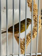 Kanarie uit Timbrado pop x bonte man, Dieren en Toebehoren, Vogels | Kanaries, Mannelijk, Kleurkanarie