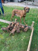 1 teefje Rhodesian Ridgeback pups met stamboom, Overige rassen, 8 tot 15 weken, Meerdere, Meerdere dieren