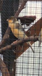 Harlekijn kanarie man prachtige zanger, Dieren en Toebehoren, Vogels | Kanaries, Vrouwelijk, Kleurkanarie