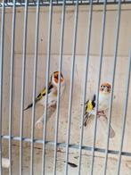 Koppel putter, Dieren en Toebehoren, Vogels | Overige Vogels, Meerdere dieren, Wildzangvogel