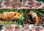 Kindvriendelyke goudhamster syrische hamster van hobbyfokker, Dieren en Toebehoren, Knaagdieren, Hamster, Augustus, Meerdere dieren