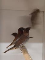 Muskaatvinken, Dieren en Toebehoren, Vogels | Overige Vogels, Meerdere dieren, Tropenvogel
