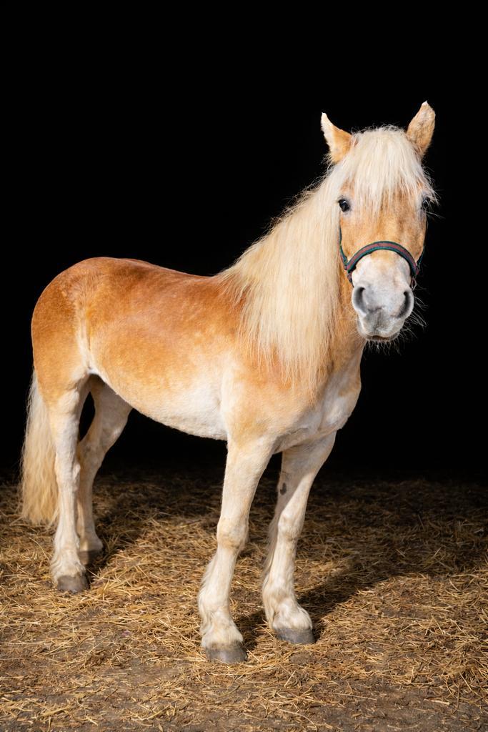 De braafste 6 jarige Haflinger - Familiepony & Gouden pony, Dieren en Toebehoren, Paarden, Ruin, B, Minder dan 160 cm, 3 tot 6 jaar