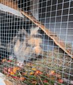 +31642957894, Dieren en Toebehoren, Ophalen of Verzenden, Hond