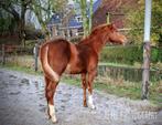 Quarter horse veulen, Dieren en Toebehoren, Paarden, Westernpaard, Hengst, 0 tot 2 jaar, Minder dan 160 cm