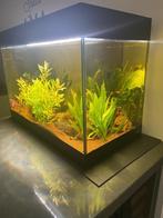 Compleet aquarium  Oase Styleline 125, Dieren en Toebehoren, Vissen | Aquaria en Toebehoren, Ophalen, Gebruikt, Leeg aquarium