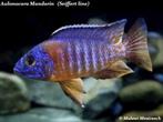 Malawi cichliden – Aulonocara mandarin, Dieren en Toebehoren, Vissen | Aquariumvissen, Zoetwatervis, Schoolvis, Vis